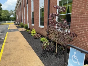 Commercial landscaping with fresh mulch beds and plantings along building walkway