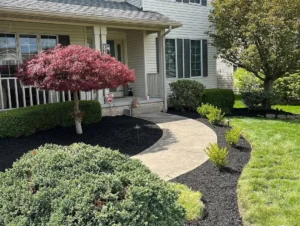 Front yard landscape design with defined mulch beds, shrubs, and curved walkway at residential home