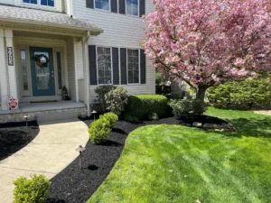 Front yard landscaping with flowering tree, fresh mulch beds, and curved walkway