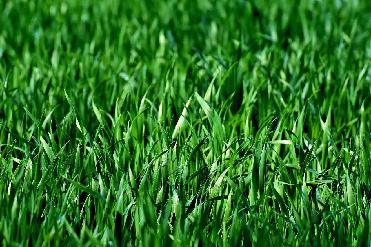 Green lawn grass background texture