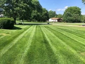 Thick, green, weed-free lawn after professional weed control and lawn treatment services