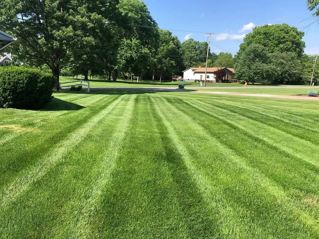Thick, green, weed-free lawn after professional weed control and lawn treatment services